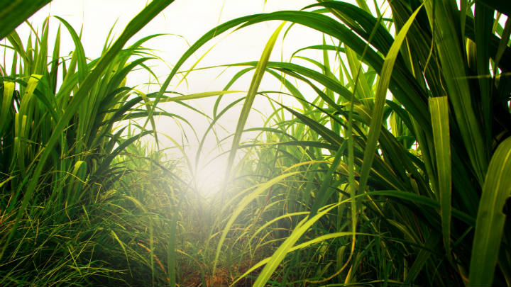Raízen Energia emite títulos relacionados à produção de etanol