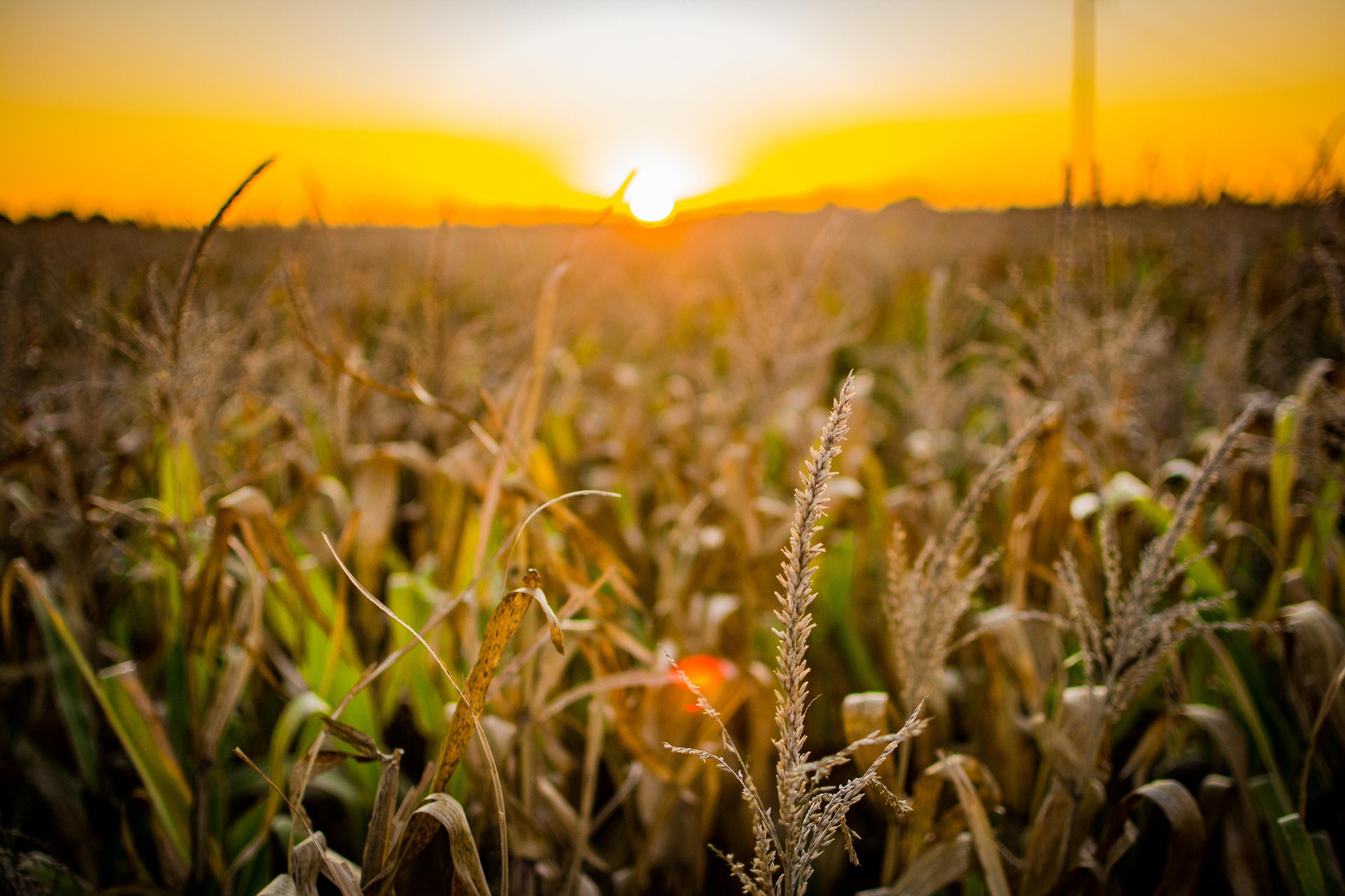 A agroenergia encontra incentivo na Política Nacional de Biocombustíveis/Pixabay