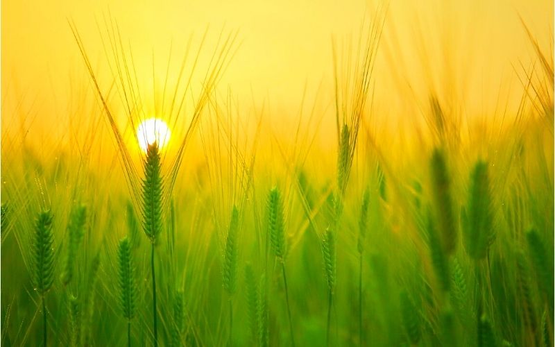 A orientação de aumento da produção agrícola implicou no aumento das tensões da agricultura com o meio ambiente/Pixabay