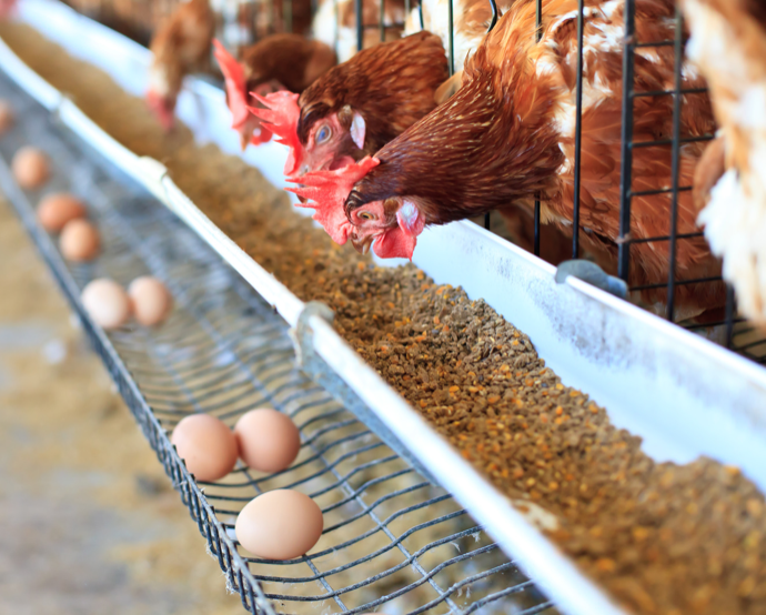 InoBram fabrica controladores climáticos e acessórios complementares para os segmentos de frangos de corte e suínos/Canva