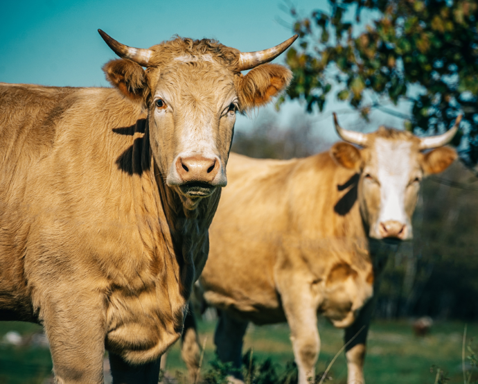 Com a compra das plantas da Marfrig, a capacidade de abate de bovinos da Minerva Foods expande em 43,7%./Canva