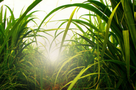 Raízen Energia emite títulos relacionados à produção de etanol