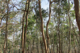 Ao final da negociação, a FDS Cultivo Florestal terá 5,3 milhões de metros cúbicos de florestas de eucalipto / Pixabay