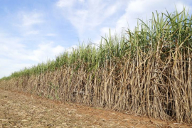 BMYE Participações produz açúcar, etanol e biocombustíveis/Pixabay
