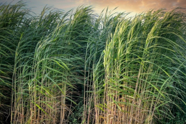 A companhia brasileira BMYE Participações produz açúcar, etanol e biocombustíveis/Pixabay