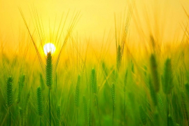 A orientação de aumento da produção agrícola implicou no aumento das tensões da agricultura com o meio ambiente/Pixabay