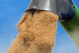 Bunge é líder em originação de grãos, em processamento de soja e trigo/Canva