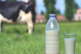 Programa melhora o setor lácteo ao trazer utilização efetiva dos créditos que antes ficavam "travados"/Canva