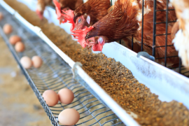 InoBram fabrica controladores climáticos e acessórios complementares para os segmentos de frangos de corte e suínos/Canva