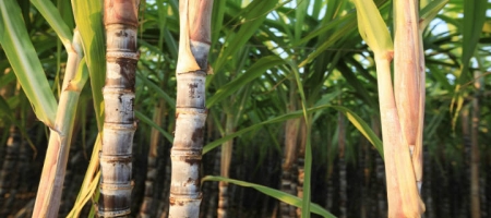 BP Bunge Bioenergia se posiciona como el segundo productor más grande en el mercado de etanol de caña de azúcar en Brasil/Fotolia