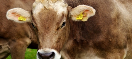 Paraíso Nutrição Animal fabrica productos para la alimentación del ganado bovino y equino / Pixabay
