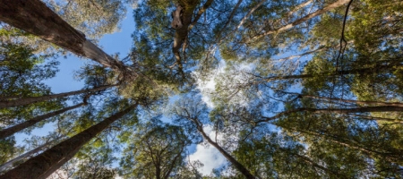 La empresa conjunta explotará madera de eucalipto y pino / Fotolia