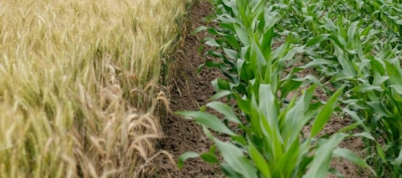 A Rovensa fornece soluções para a nutrição, biocontrole e proteção de culturas agrícolas / Unsplash