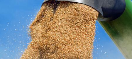 Bunge é líder em originação de grãos, em processamento de soja e trigo/Canva
