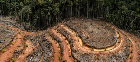 A Europa é responsável pela destruição de 16% das florestas tropicais./ Foto: Greenpeace.