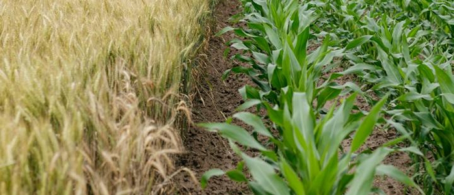 A Rovensa fornece soluções para a nutrição, biocontrole e proteção de culturas agrícolas / Unsplash