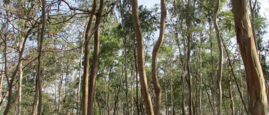 Ao final da negociação, a FDS Cultivo Florestal terá 5,3 milhões de metros cúbicos de florestas de eucalipto / Pixabay