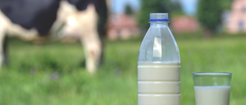 Programa melhora o setor lácteo ao trazer utilização efetiva dos créditos que antes ficavam "travados"/Canva
