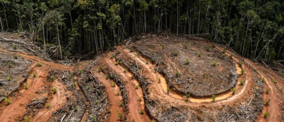 A Europa é responsável pela destruição de 16% das florestas tropicais./ Foto: Greenpeace.