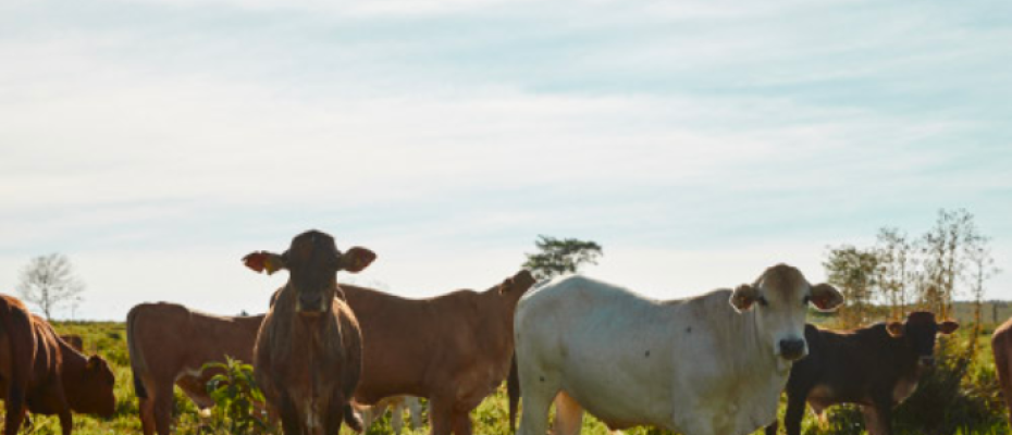 A Minerva é líder em exportação de carne bovina na América do Sul./Minerva - website