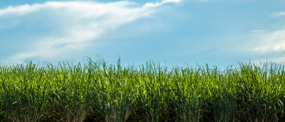 A Atvos produz e comercializa etanol, açúcar VHP e energia elétrica a partir da cana-de-açúcar e de sua biomassa./Canva
